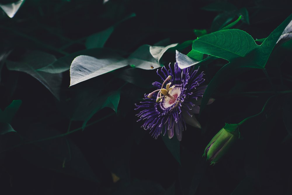 Passion flower (Passiflora incarnata) health benefits